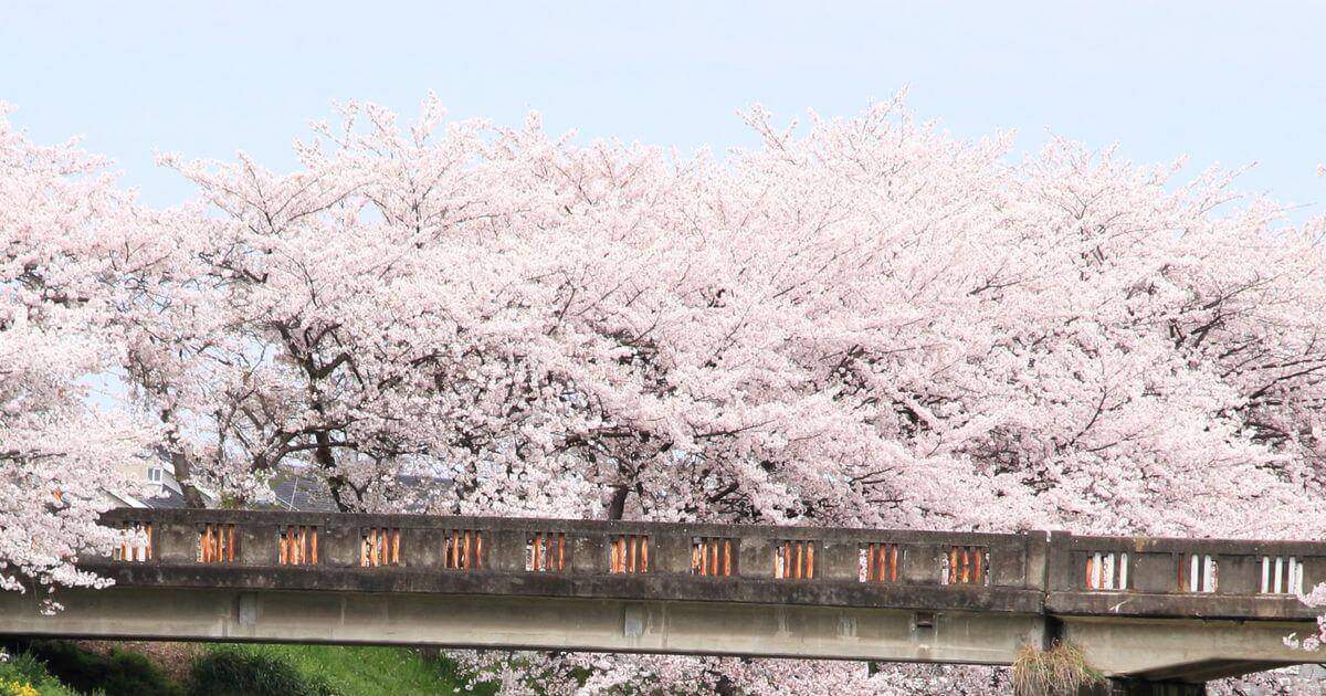橋と桜の木